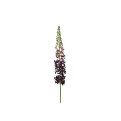 New Pronto Wonen Kunstbloem Abriolia eremurus S paars